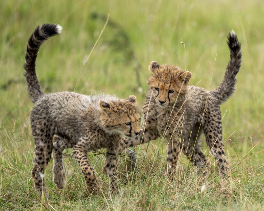 cheetah and cheetah on green grass field during daytime